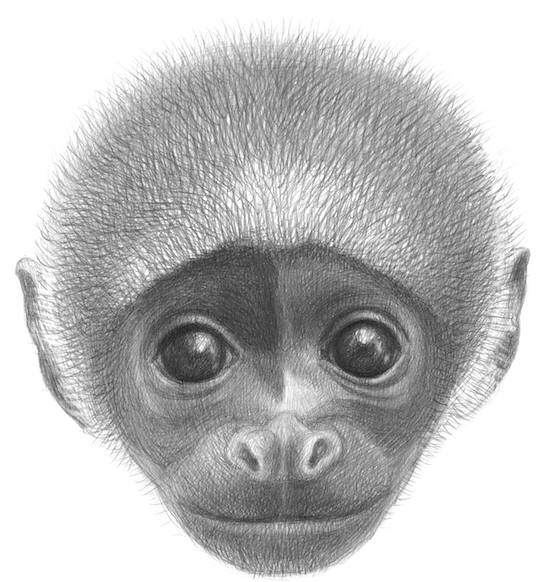 Ilustrace z knihy Jino taje opic Petra Nikla