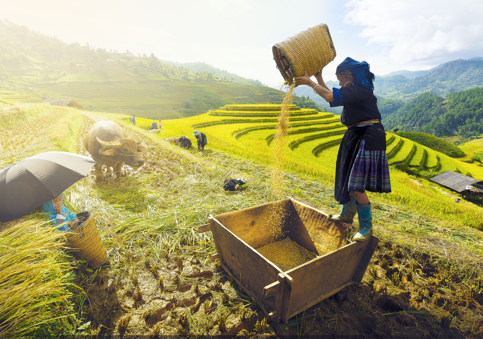 V zemědělství pracují ve Vietnamu převážně ženy. Ty se pak velmi často potýkají s nižší úrodou a tedy nedostatkem obživy pro sebe i své děti
