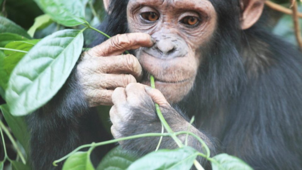 Mladý šimpanz