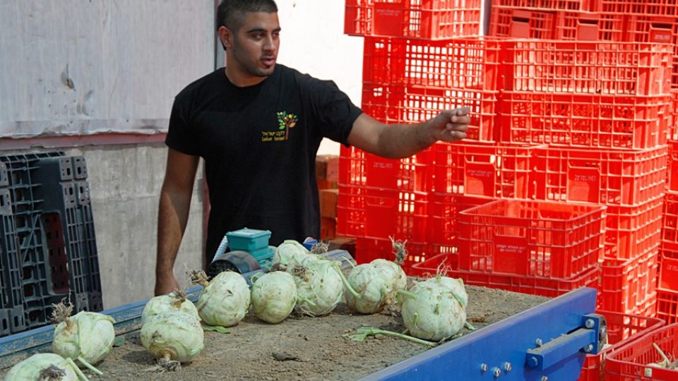 Izraelský dobrovolník třídí zeleninu do vývařoven pro chudé