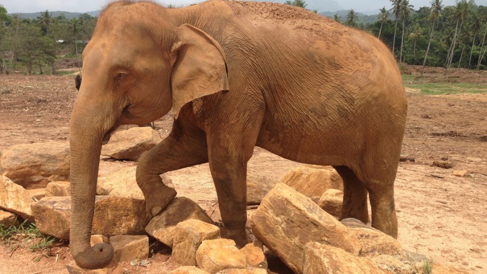 Srí Lanka: Pinnawela Elephant Orphanage