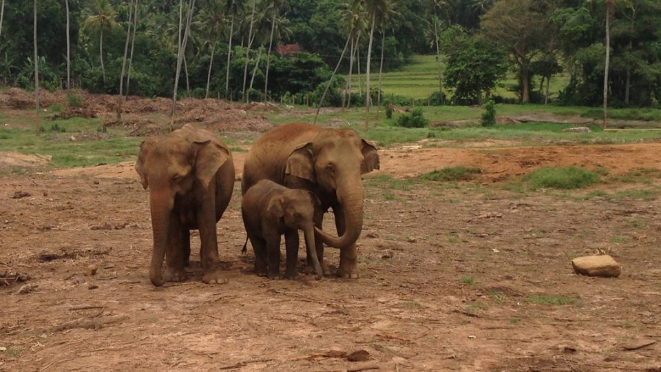 Srí Lanka: Pinnawela Elephant Orphanage