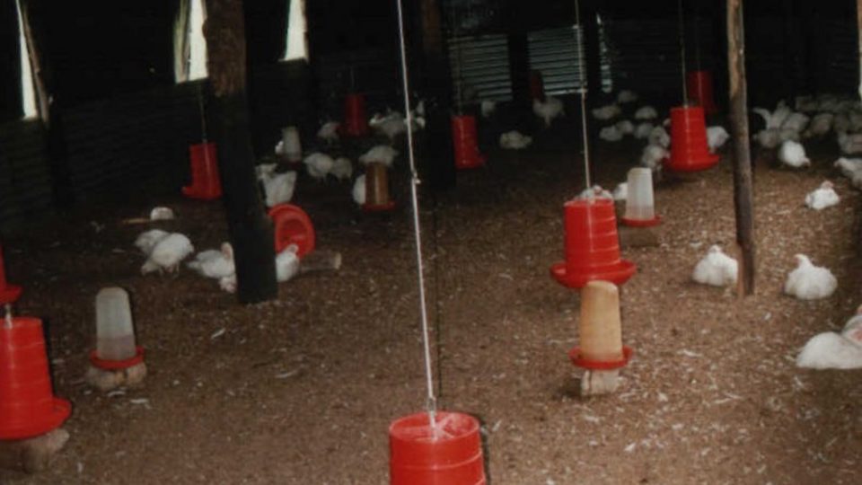 Chimoio, kuřecí farma, leden 2001