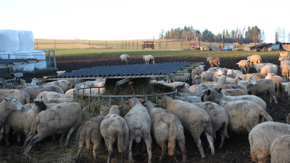 Vlci ohrožují ovce na neoplocených pastvinách
