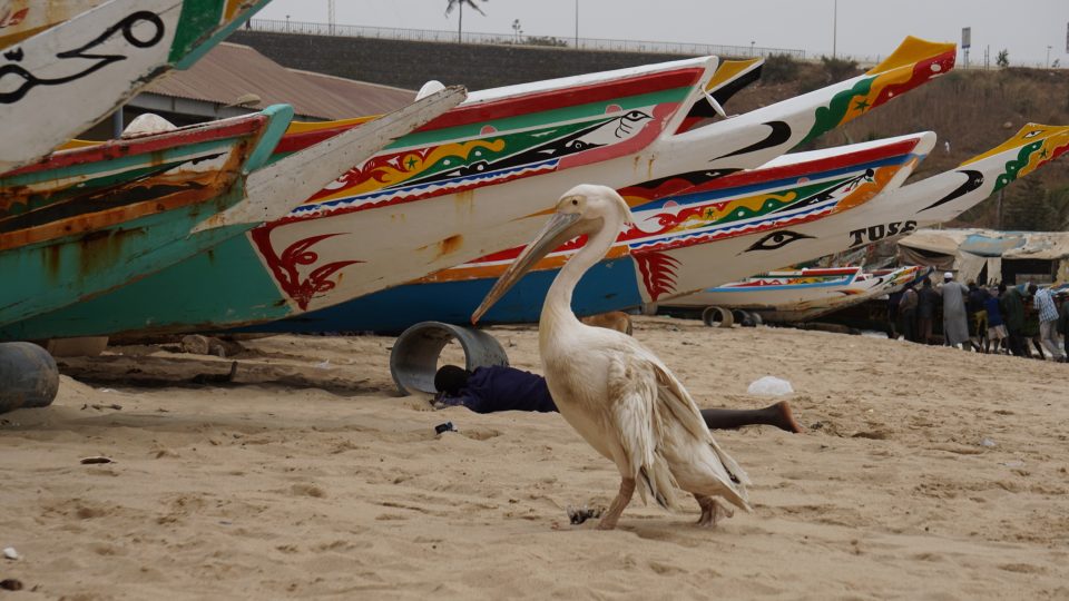 Filip Vondrášek v Senegalu a Gambii