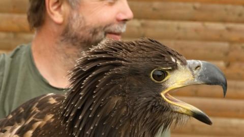 Záchranná stanice živočichů Makov: orlice Anička se vrátila do přírody