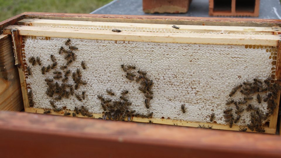 Zatímco volně žijícího hmyzu v krajině masivně ubývá v důsledku intenzivního hospodaření, včele medonosné se daří pro její alianci s člověkem