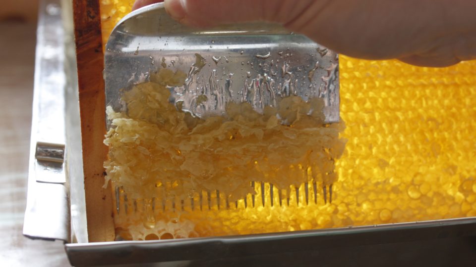 Odvíčkování plných pláství medu