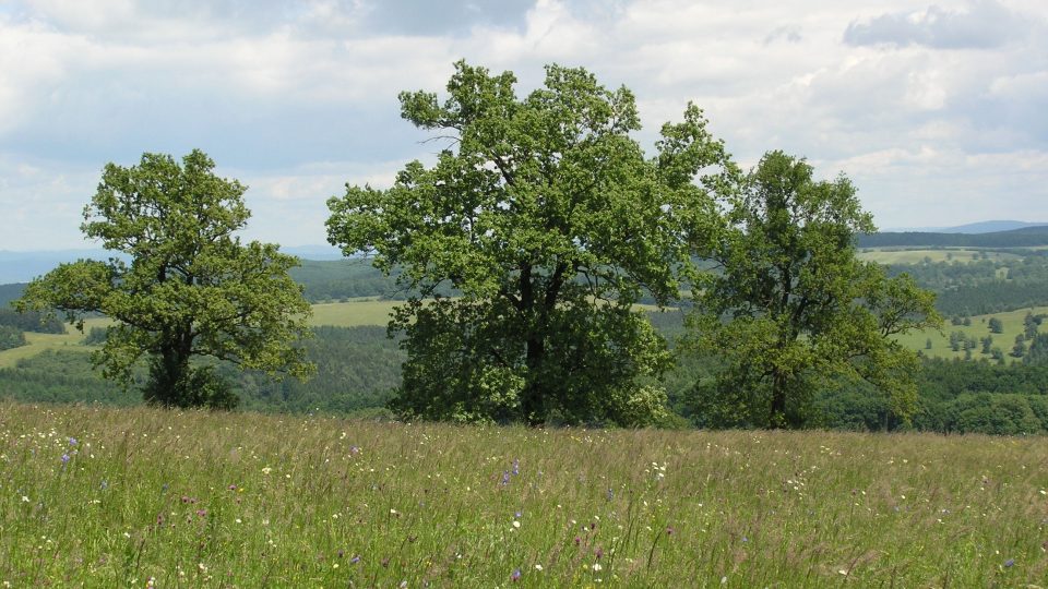 Soliterní duby na Podhradských loukách