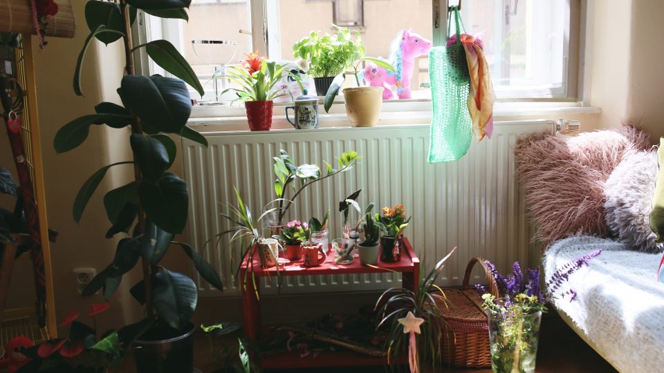 Květinové zákoutí v pokojíku Dominiky Kozákové