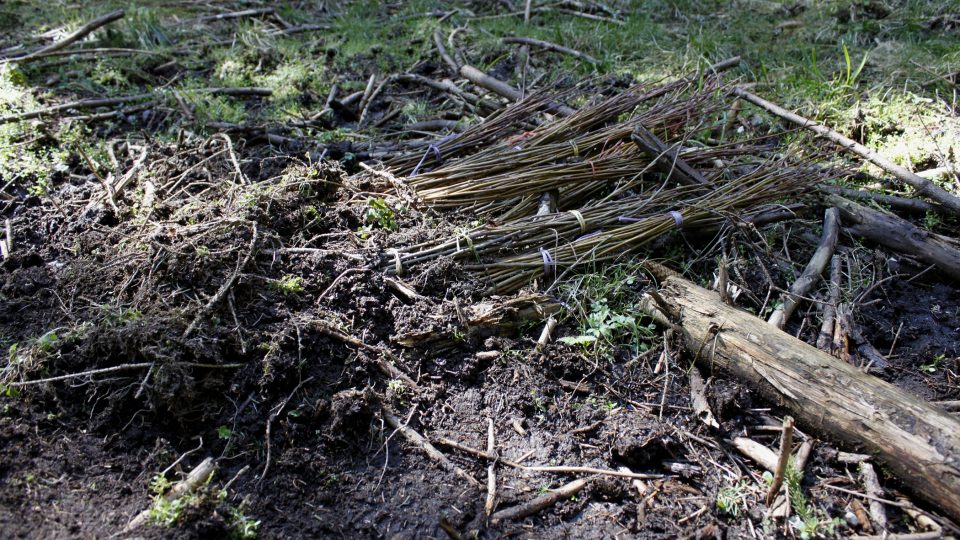 V lesích je teď živo. Probíhají tu klasické jarní práce, jako je těžba dřeva, sázení stromků a sbíjení oplocenek