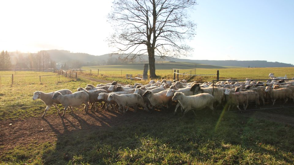 Stádo ovcí Tomáše Havrlanta
