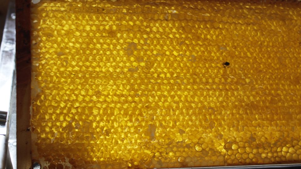 Plástev medu je připravená na vytočení