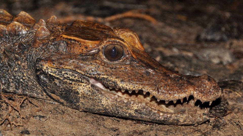 Krokodýl konžský