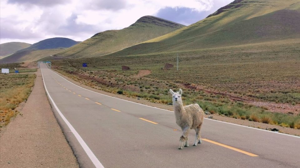 Lama na procházce po silnici