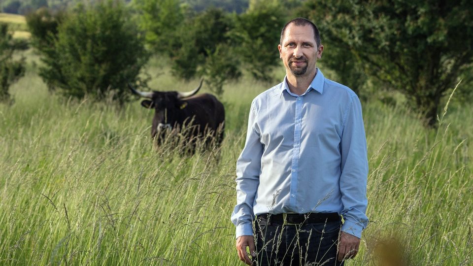 „Aby se zachránily tyhle cenné plochy, které začaly po odchodu vojáků zarůstat agresivními travami, přivezli jsme v roce 2015 první stádo divokých koní,“ říká ředitel organizace Česká krajina Dalibor Dostál
