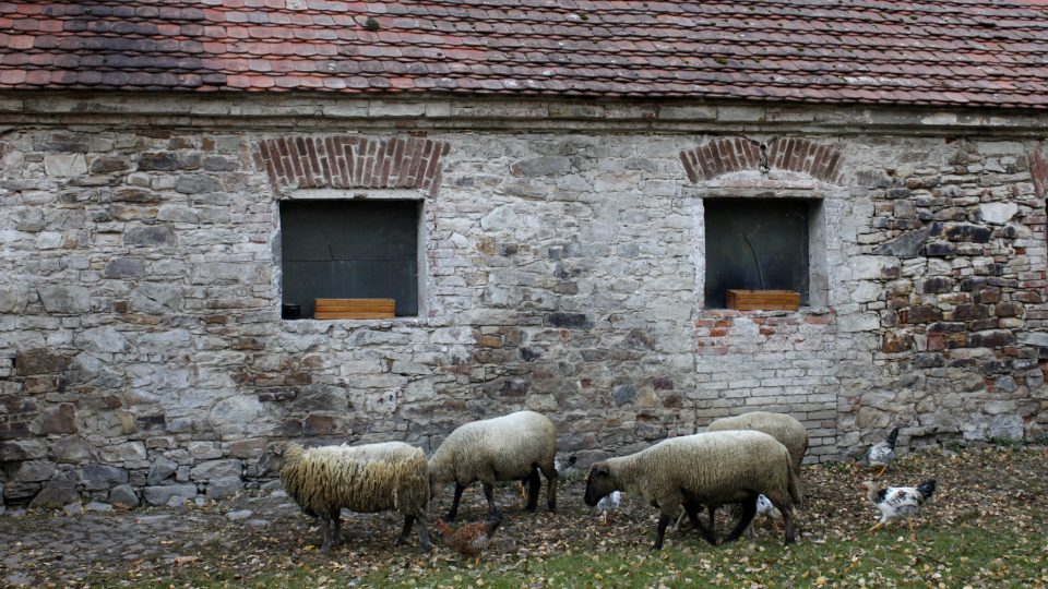 Linda Havrlíková dokazuje, že žít soběstačně je možné a zvládá k tomu oživovat tradici zpracování české ovčí vlny