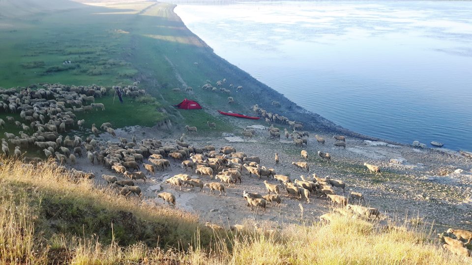 Dunaj 2016 – Rumunské ovce kolem mého kajaku
