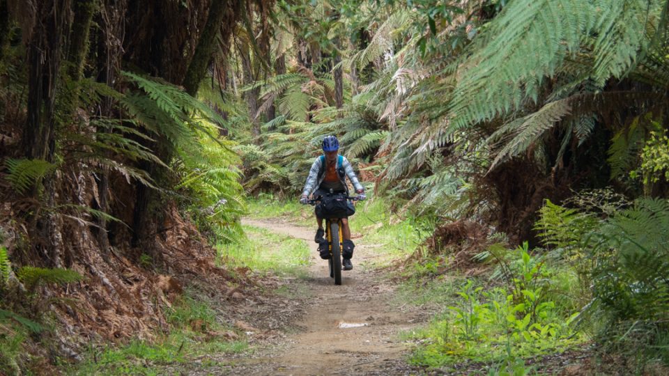 Timber trail. Severní ostrov, Nový Zéland