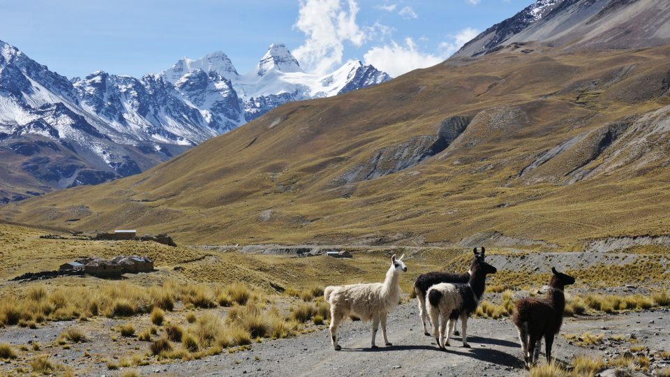 Z cest Kateřiny Krejčové. Bolivijské lamy a v pozadí Cerro Condoriri (5648 m), hora ve tvaru kondora s roztaženými křídly. Bolívie