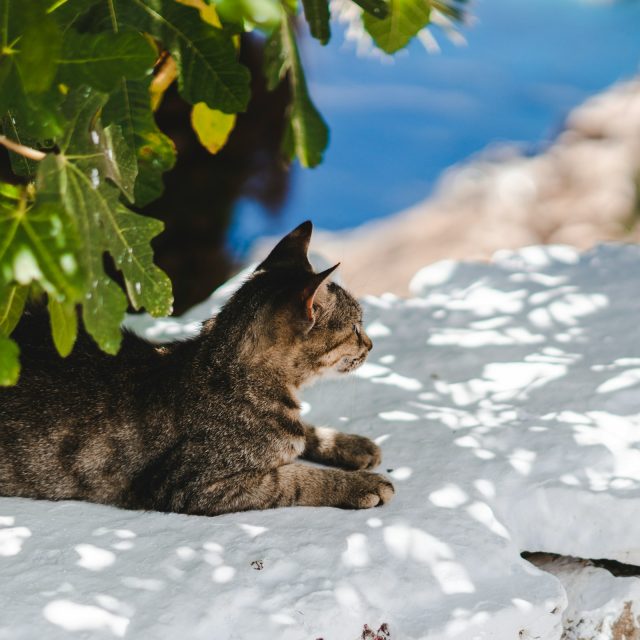 Celkový chod ostrova se přizpůsobuje kočkám  (ilustrační foto) | foto: Unsplash,  Licence Unsplash