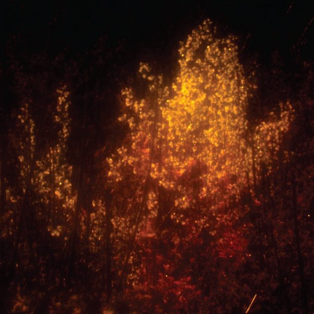 Maria BC - Spike Field  (album cover) | foto: Bandcamp