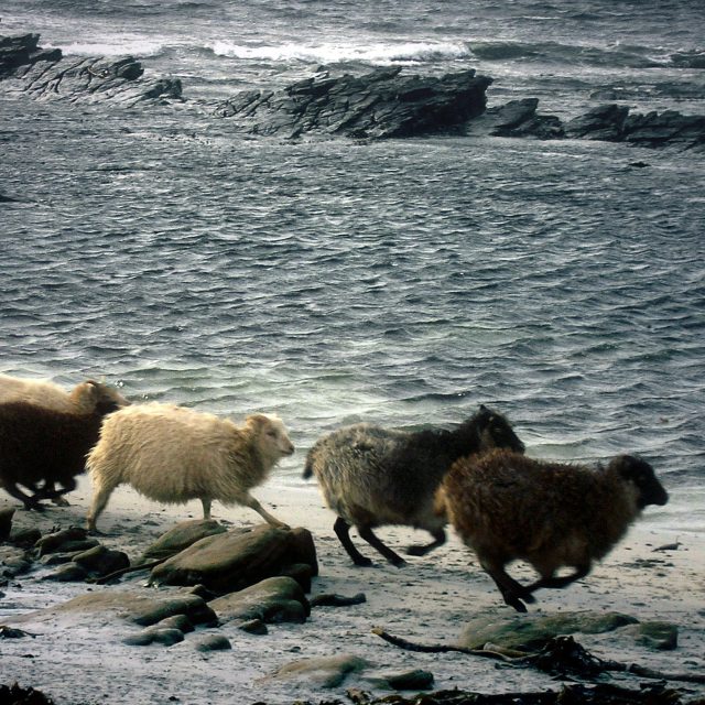 Ovce na ostrově North Ronaldsay se živí mořskými řasami | foto: Profimedia