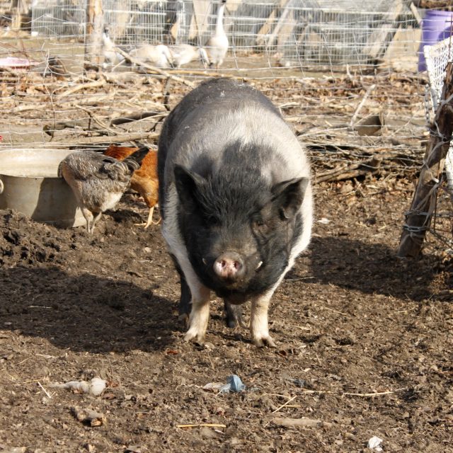 Prase jménem Frankie | foto: Ondřej Šebestík,  Český rozhlas