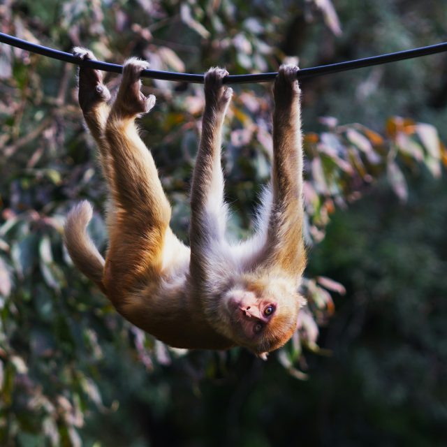 Ilustrační snímek,  makak rhesus | foto: Unsplash,  Licence Unsplash