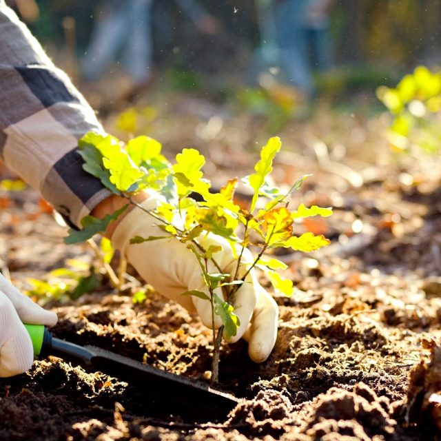 Má smysl sázet stromy v Česku?  | foto: Shutterstock