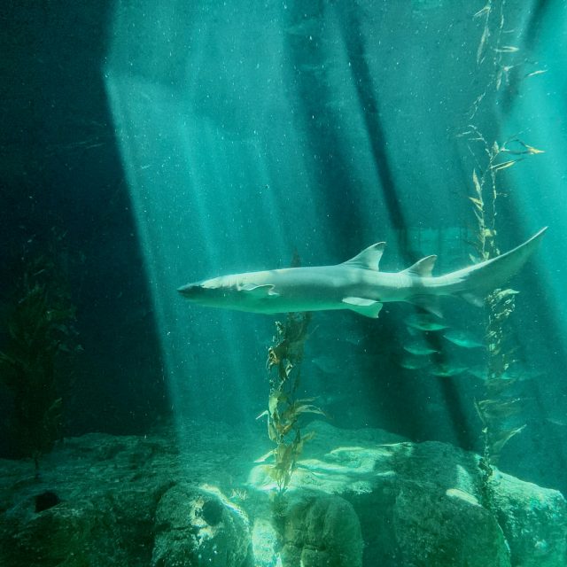 Žraloci jsou po narození obzvláště zranitelní  (ilustrační foto) | foto: Unsplash,  Licence Unsplash