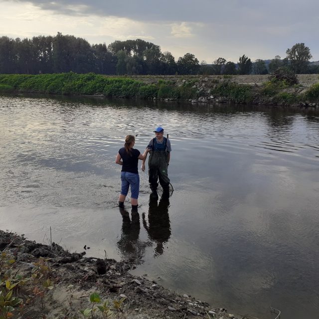 Několik desítek tun ryb uhynulých v řece Bečvě otrávily kyanidy | foto: Lenka Kratochvílová,  Český rozhlas,  Český rozhlas