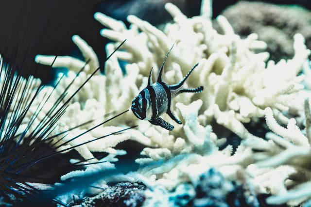 Výkaly korálnatců obsahují mnoho bakteriálních kultur zdravých korálů  (ilustrační foto) | foto: Unsplash,  CC0 1.0