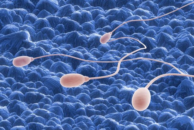 Za posledních padesát let se celkový počet spermií propadl o 62, 3 procent. Jejich průměrná koncentrace navíc klesla ze 104 na 49 milionů na mililitr  (ilustrační snímek) | foto: Fotobanka Profimedia
