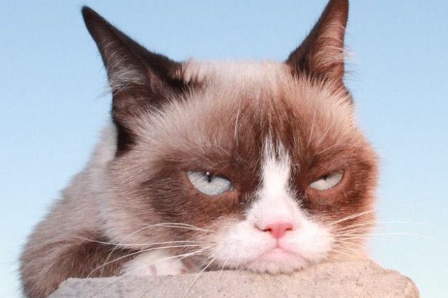 Grumpy Cat | foto: oficiální Facebook Grumpy Cat