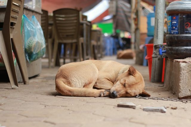 Spící pes | foto: CC0 Public domain,   Sơn Nguyễn Ngọc