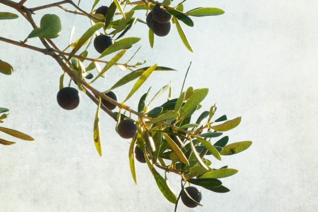 Olivy – olivový olej | foto: Nick Kenrick,   CC BY 2.0