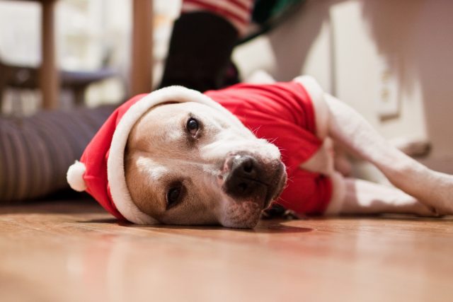 Vánoční pes - vánoce - vánoční deprese | foto:  CC BY-NC-ND 2.0,   green kozi