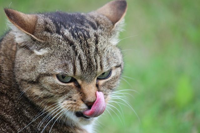 Kočky jsou vybíravými jedlíky | foto: Pixabay,  CC0 1.0