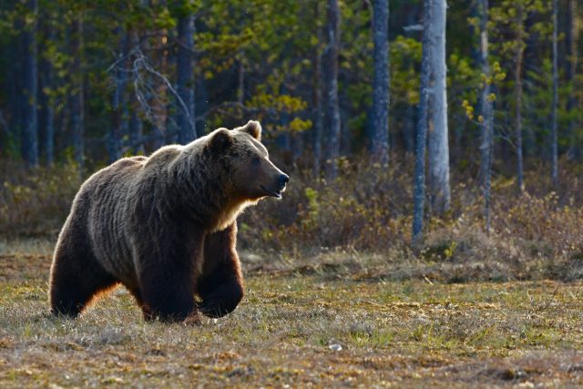 Jako důvod nárůstu střetů s medvědy se uvádí nedostatek potravy všežravých šelem v přírodě  (ilustrační foto) | foto: Unsplash,  Licence Unsplash