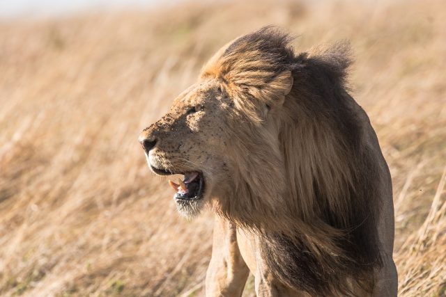Divoká zvířata mají větší strach z lidí než ze lvů | foto: Unsplash,  Licence Unsplash