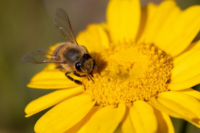 Samosprašnost rostlin by mohla vést ke snížení počtů včel  (ilustrační foto) | foto: Unsplash,  Licence Unsplash