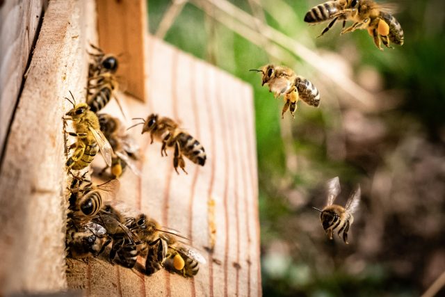 Na University of Tennessee se bude zkoumat,  jak na zatmění slunce reagují kolonie včel medonosných | foto: Unsplash,  Licence Unsplash