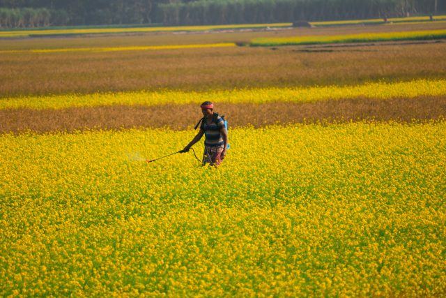 Rozprašování pesticidů na polích by za nedlouho mohlo být minulostí | foto: Unsplash,  Licence Unsplash