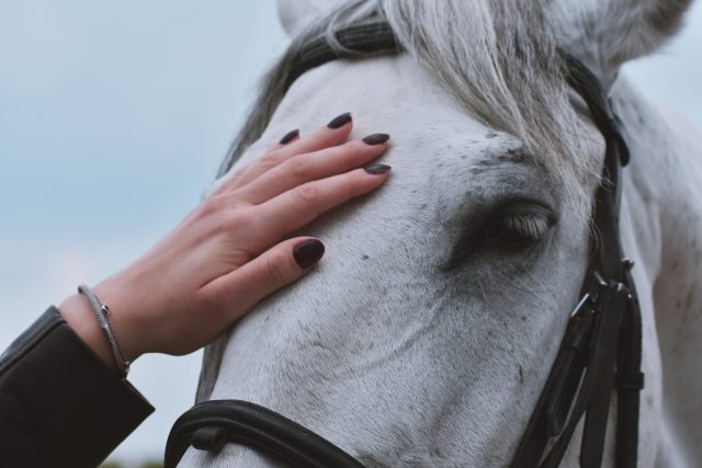 „Sebepoznání s koňmi je vhodné pro kohokoliv,  kdo se chce o sobě více dozvědět,  chce se rozvinout nebo mu něco nejde, “ říká lektorka Věra Vránová | foto:  Dids,  Pexels,  Licence Pexels