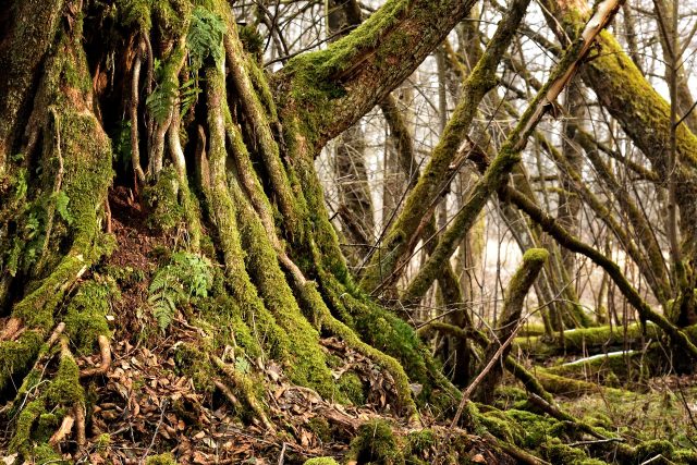 kořeny - les | foto: Pixabay,  CC0 1.0