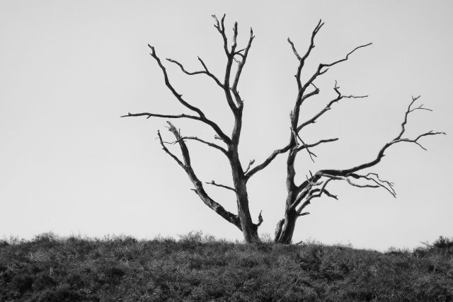 uschlý strom | foto: Pixabay,  CC0 1.0