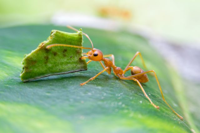 Patologické rakovinné buňky byli mravenci schopní rozeznat už po třech kolech pokusů | foto: Shutterstock