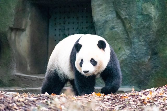 Pandy zapůjčuje čínská vláda v rámci své mezinárodní diplomacie | foto: Unsplash,  Licence Unsplash