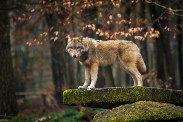 Vlk obecný | foto: Shutterstock